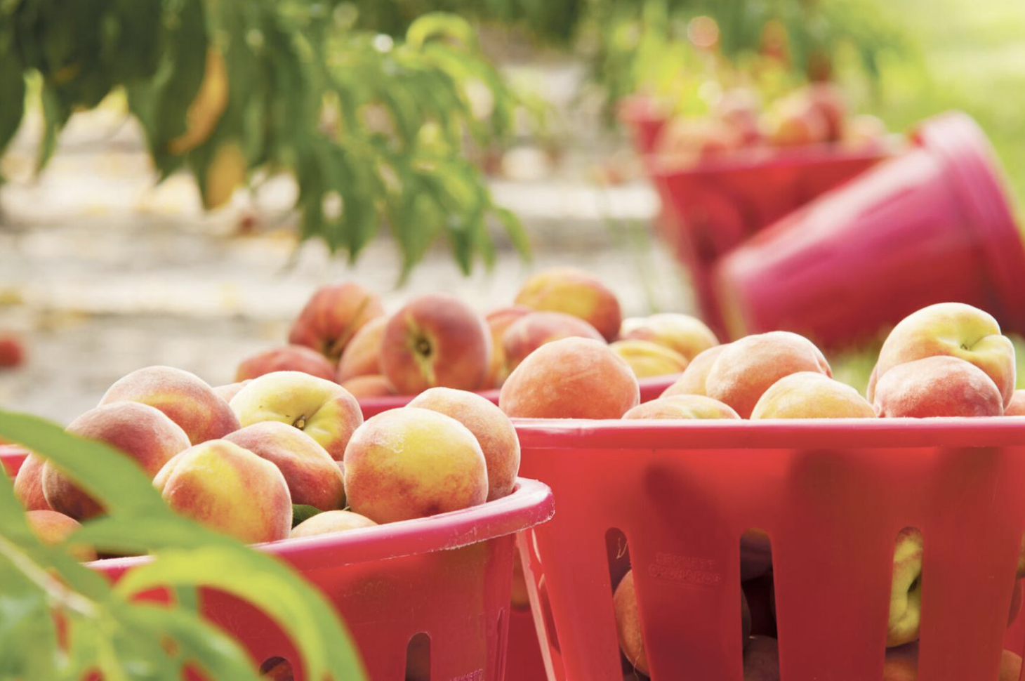 8月10日桃子丰收节